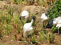 Ibis sacre, Threskiornis aethiopicus (Photo F. Mrugala) (07)